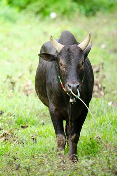 Thai people  feed fight ox for fight game in South Thailand . and it is culture of Thai people