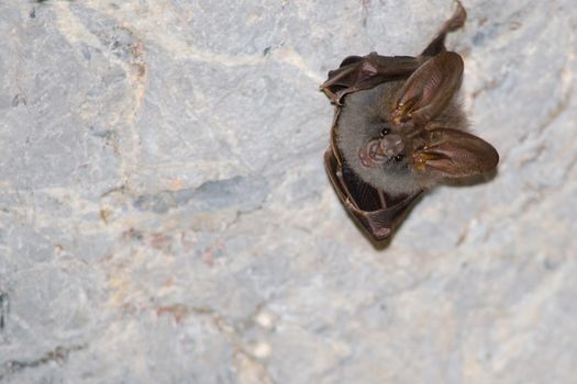 esser false vampire bat  are sleeping in the cave hanging on the ceiling period midday