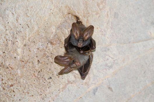 esser false vampire bat  are sleeping in the cave hanging on the ceiling period midday