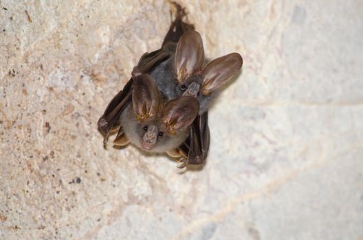 esser false vampire bat  are sleeping in the cave hanging on the ceiling period midday