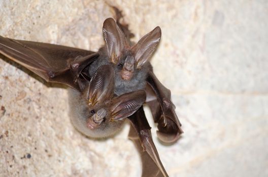 esser false vampire bat  are sleeping in the cave hanging on the ceiling period midday