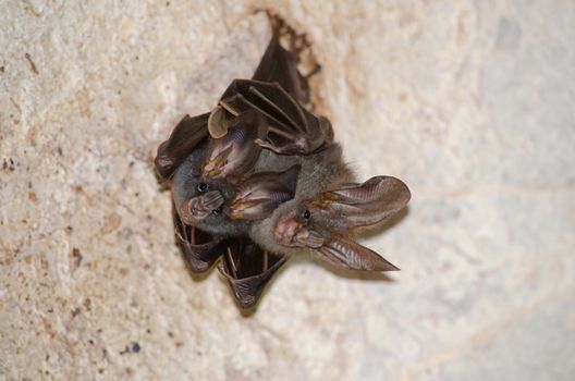 esser false vampire bat  are sleeping in the cave hanging on the ceiling period midday