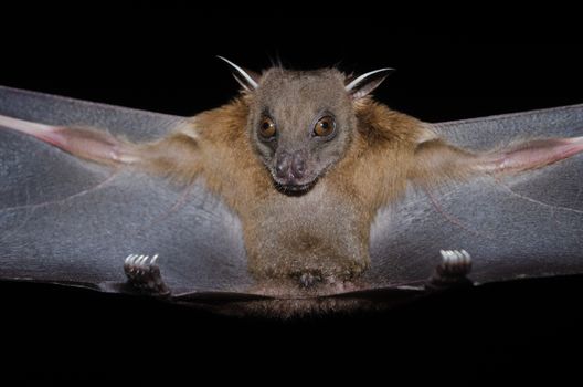 esser false vampire bat  are sleeping in the cave hanging on the ceiling period midday