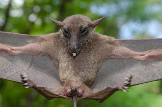 esser false vampire bat  are sleeping in the cave hanging on the ceiling period midday