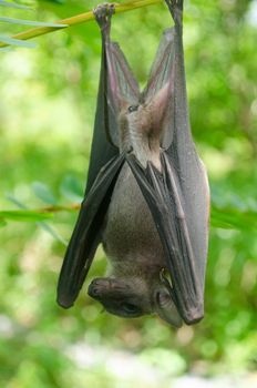 esser false vampire bat  are sleeping in the cave hanging on the ceiling period midday