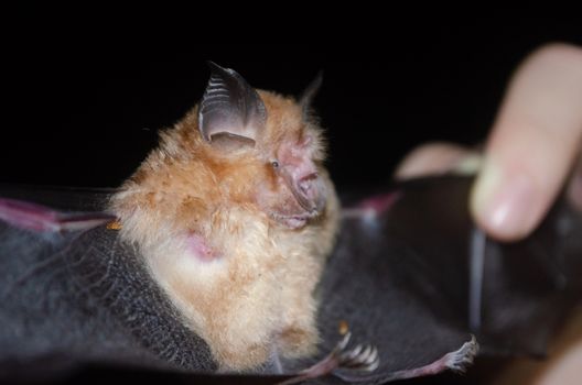 esser false vampire bat  are sleeping in the cave hanging on the ceiling period midday