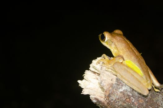 As the name implies, these frogs are typically found in trees