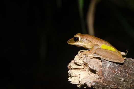 As the name implies, these frogs are typically found in trees