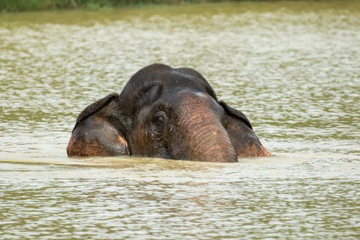 Asian elephants are the largest living land animals in Asia.Asian elephants are highly intelligent and self-aware.