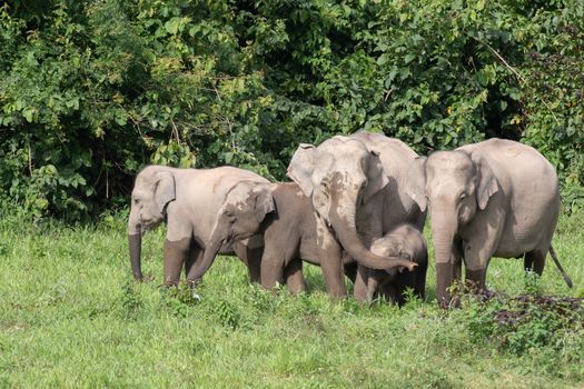 Asian elephants are the largest living land animals in Asia.Asian elephants are highly intelligent and self-aware.