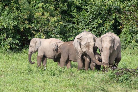 Asian elephants are the largest living land animals in Asia.Asian elephants are highly intelligent and self-aware.