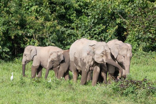 Asian elephants are the largest living land animals in Asia.Asian elephants are highly intelligent and self-aware.