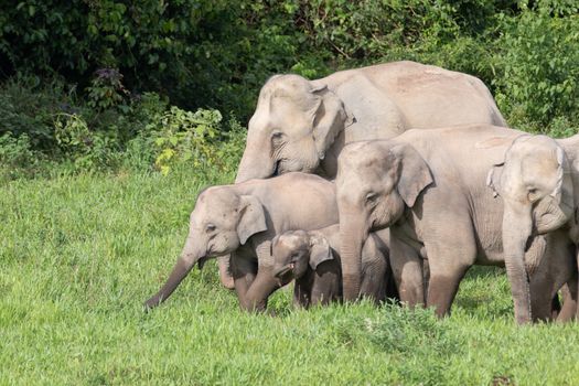 Asian elephants are the largest living land animals in Asia.Asian elephants are highly intelligent and self-aware.