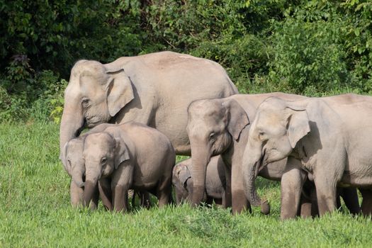 Asian elephants are the largest living land animals in Asia.Asian elephants are highly intelligent and self-aware.