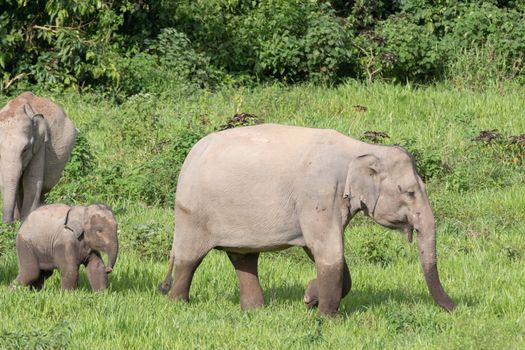 Asian elephants are the largest living land animals in Asia.Asian elephants are highly intelligent and self-aware.