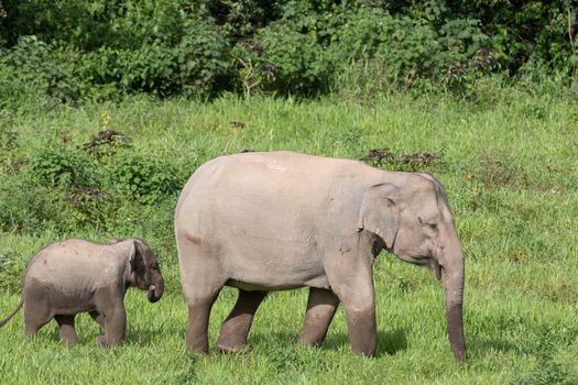 Asian elephants are the largest living land animals in Asia.Asian elephants are highly intelligent and self-aware.