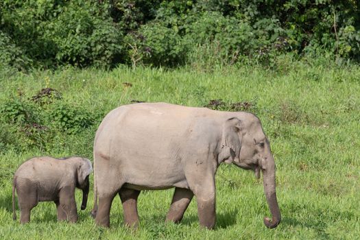 Asian elephants are the largest living land animals in Asia.Asian elephants are highly intelligent and self-aware.