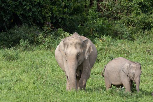 Asian elephants are the largest living land animals in Asia.Asian elephants are highly intelligent and self-aware.