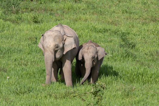 Asian elephants are the largest living land animals in Asia.Asian elephants are highly intelligent and self-aware.