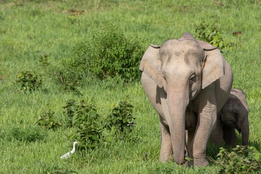 Asian elephants are the largest living land animals in Asia.Asian elephants are highly intelligent and self-aware.