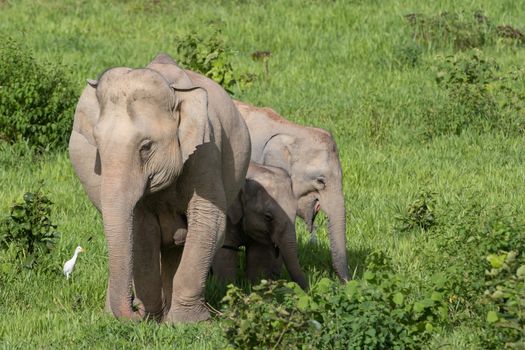 Asian elephants are the largest living land animals in Asia.Asian elephants are highly intelligent and self-aware.