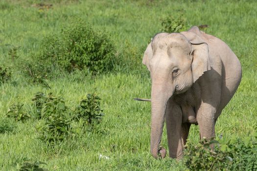 Asian elephants are the largest living land animals in Asia.Asian elephants are highly intelligent and self-aware.