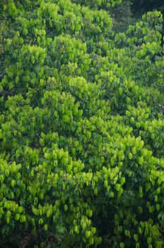 landscape nature have green plant and tree at rain forest mountain .its good place for outdoor travel on vacation or holidays in thailand.