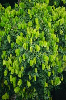 landscape nature have green plant and tree at rain forest mountain .its good place for outdoor travel on vacation or holidays in thailand.