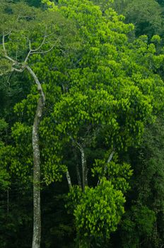 landscape nature have green plant and tree at rain forest mountain .its good place for outdoor travel on vacation or holidays in thailand.