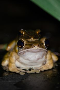 As the name implies, these frogs are typically found in trees