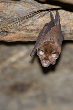 esser false vampire bat  are sleeping in the cave hanging on the ceiling period midday