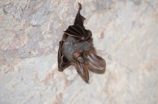 esser false vampire bat  are sleeping in the cave hanging on the ceiling period midday