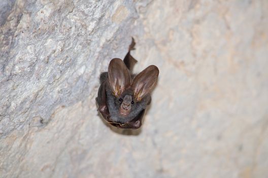 esser false vampire bat  are sleeping in the cave hanging on the ceiling period midday