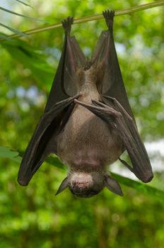 esser false vampire bat  are sleeping in the cave hanging on the ceiling period midday