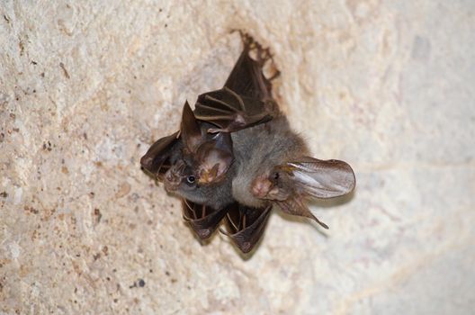 esser false vampire bat  are sleeping in the cave hanging on the ceiling period midday