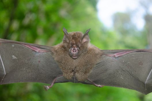 esser false vampire bat  are sleeping in the cave hanging on the ceiling period midday