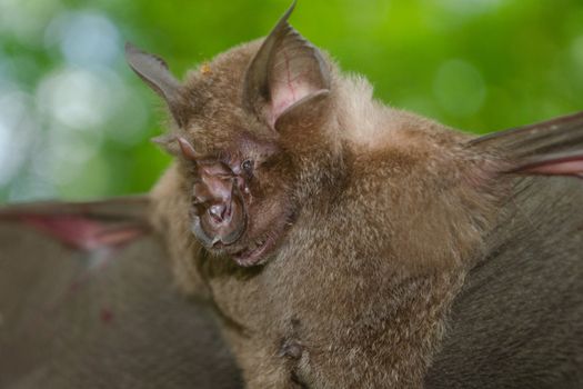 esser false vampire bat  are sleeping in the cave hanging on the ceiling period midday