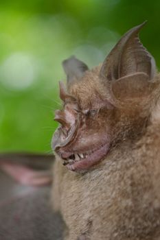 esser false vampire bat  are sleeping in the cave hanging on the ceiling period midday