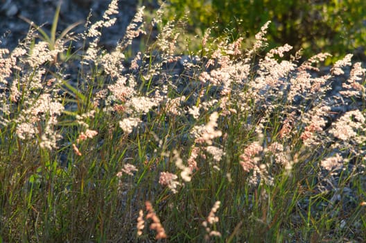 grss blooming grass field with blurry background in the morning