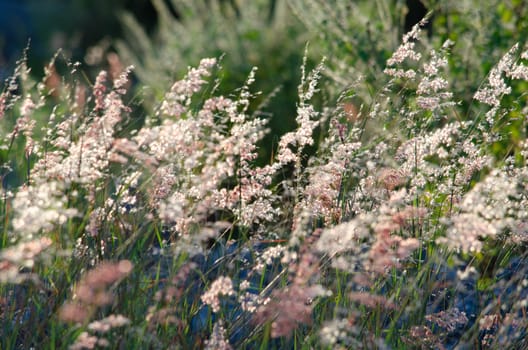 grss blooming grass field with blurry background in the morning