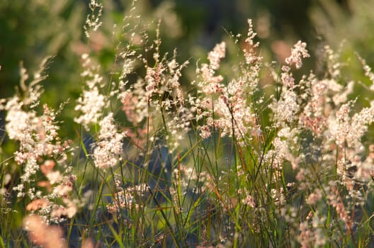 grss blooming grass field with blurry background in the morning