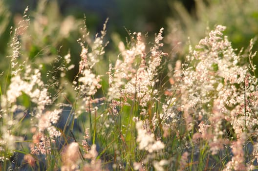 grss blooming grass field with blurry background in the morning