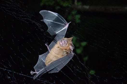 esser false vampire bat  are sleeping in the cave hanging on the ceiling period midday