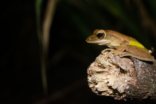 As the name implies, these frogs are typically found in trees