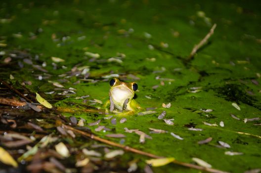 As the name implies, these frogs are typically found in trees