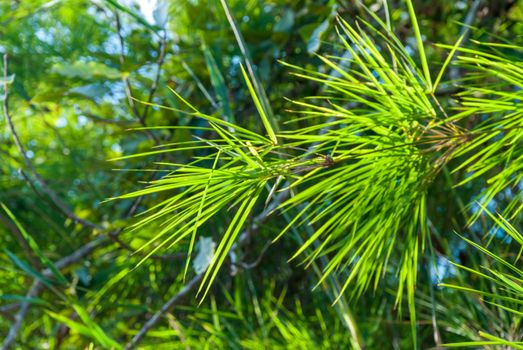 Leaves of bamboo in the forest and nature background.