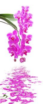 Beautiful pink orchid flowers with green leaves isolated on a white background