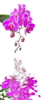 Beautiful pink orchid flowers with green leaves isolated on a white background