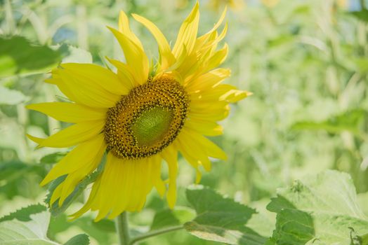 Bright yellow flower of sunflower in a field close-up