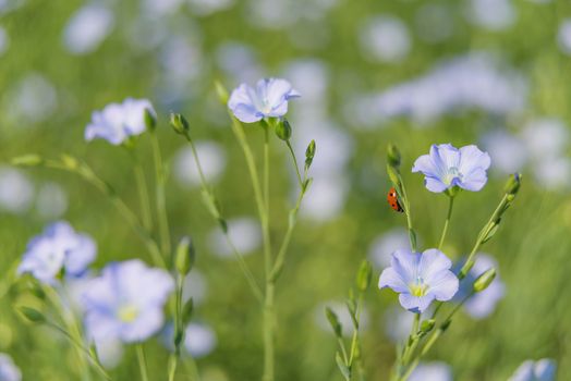 Blue flowers of flax in a field in summer, close up,  shallow depth of field